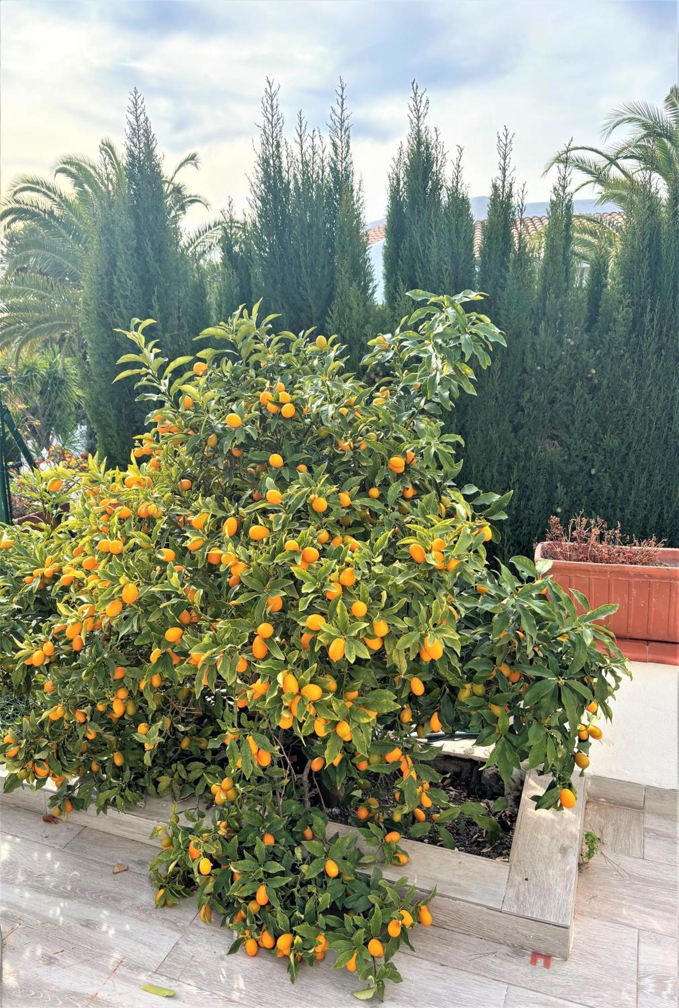 Villa Esmeralda Altea la Vieja Eksteriør bilde